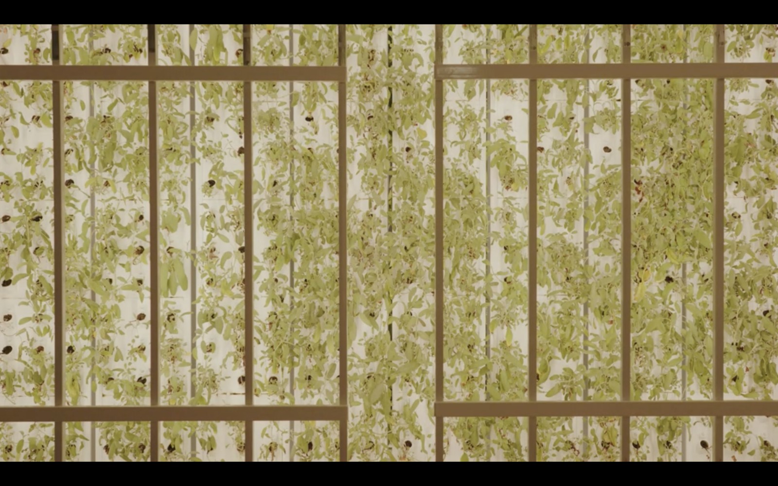 Rows of plants seen through a window