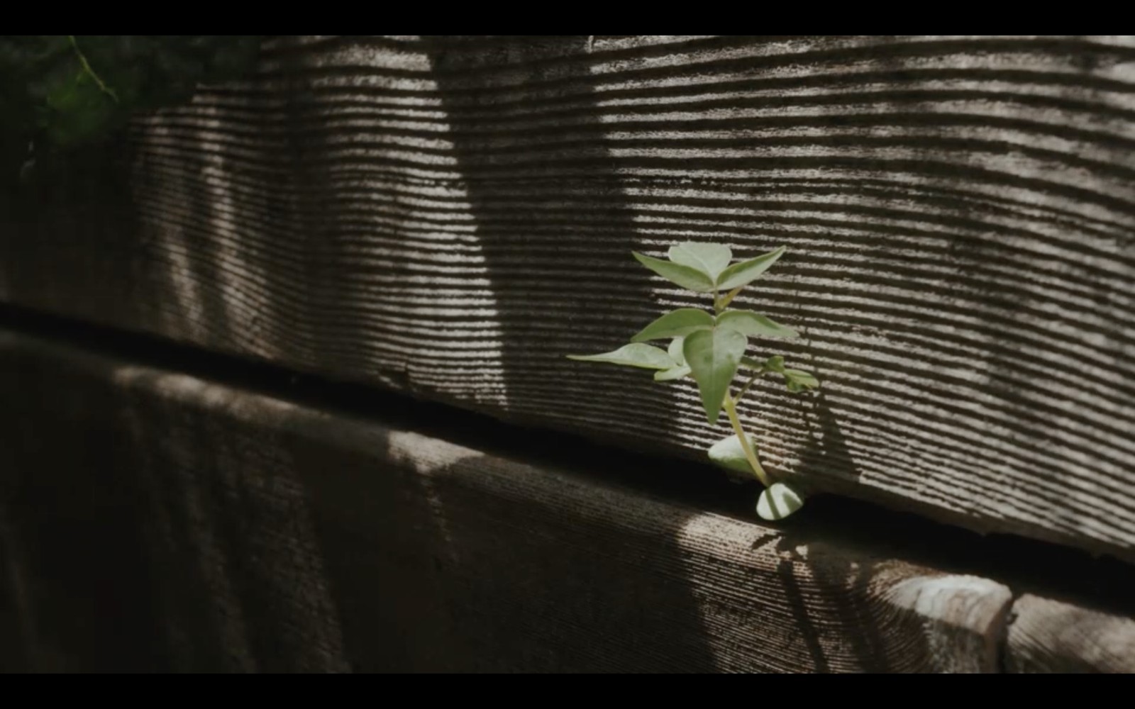Small plant in dramatic light