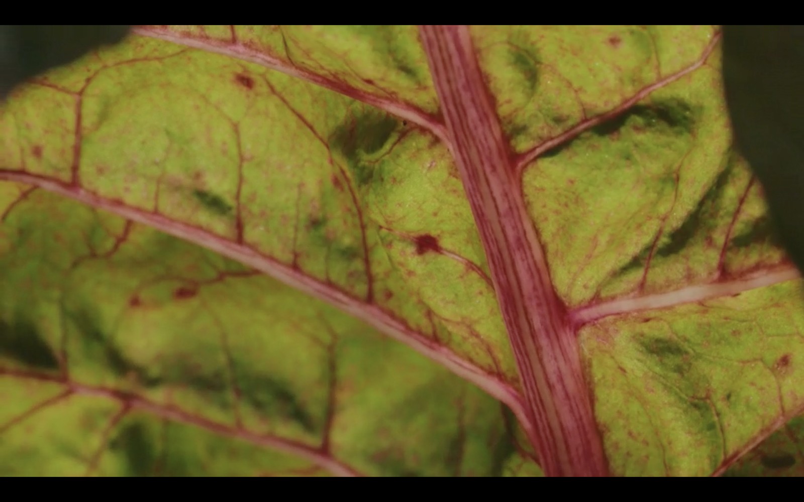 Close-up of leaf veins