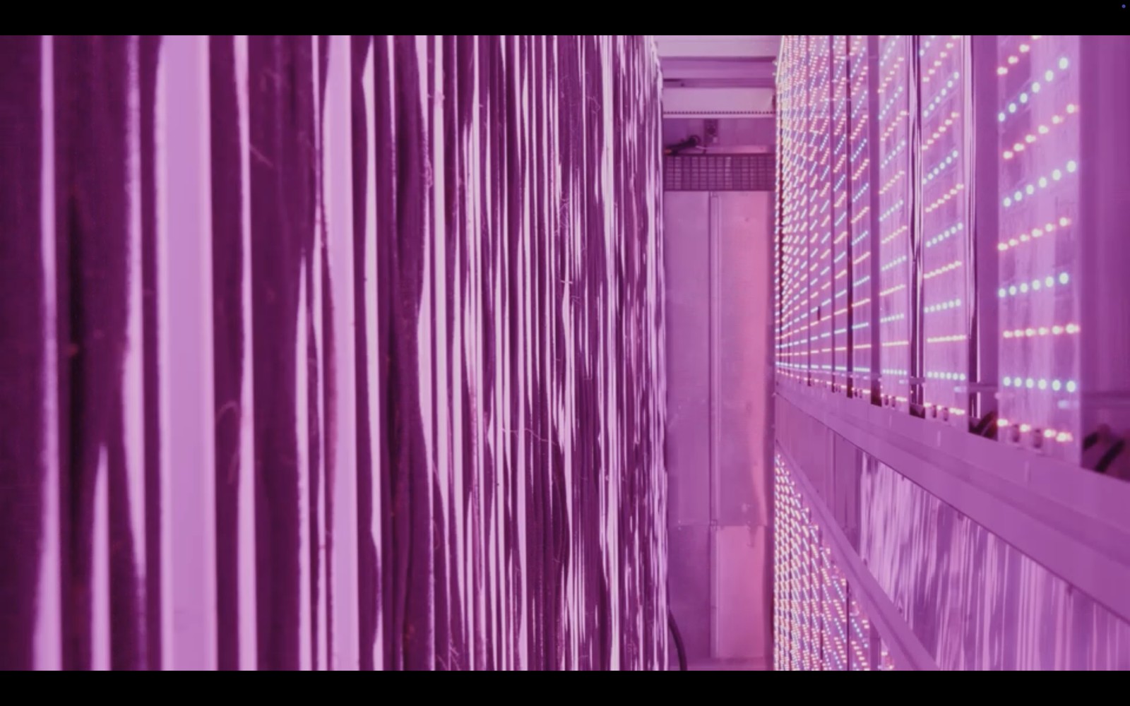 Purple grow lights in a hydroponic farm