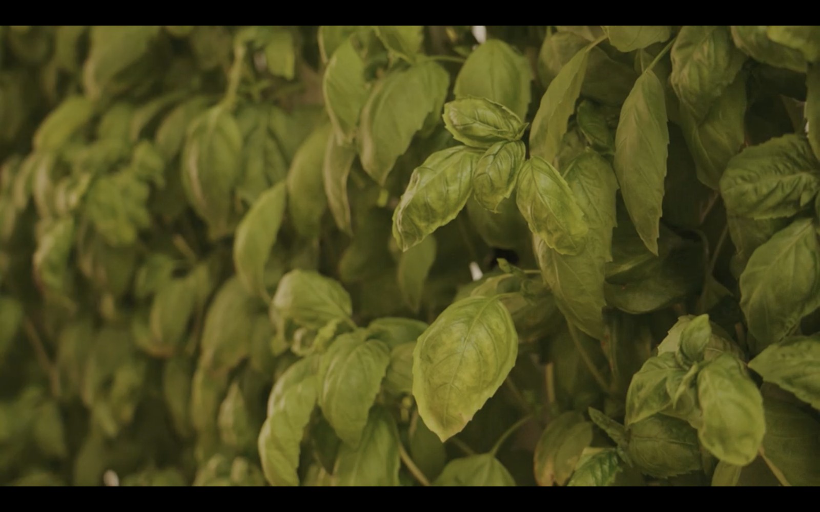 Close-up of leafy greens