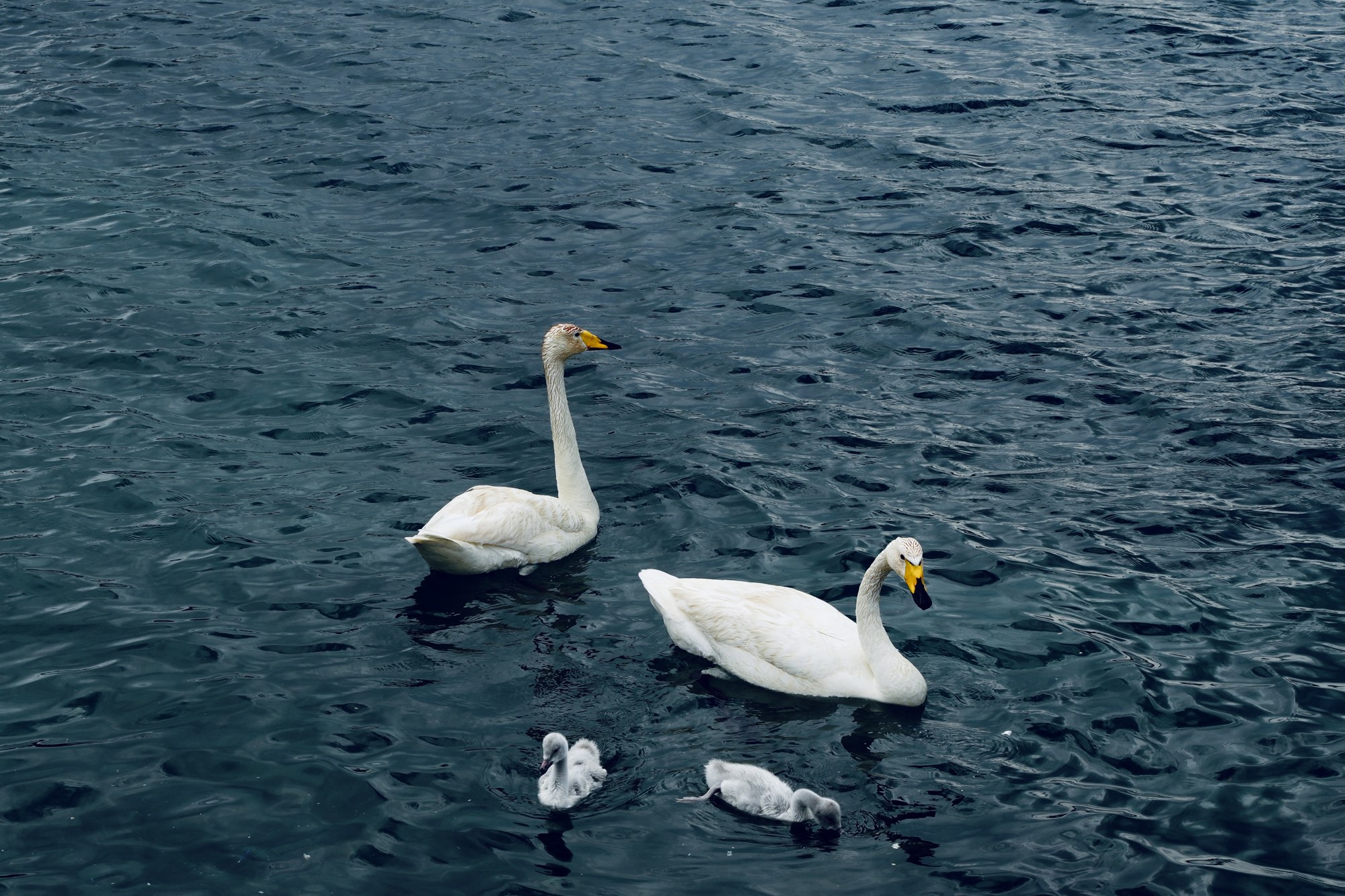 Swans on the water