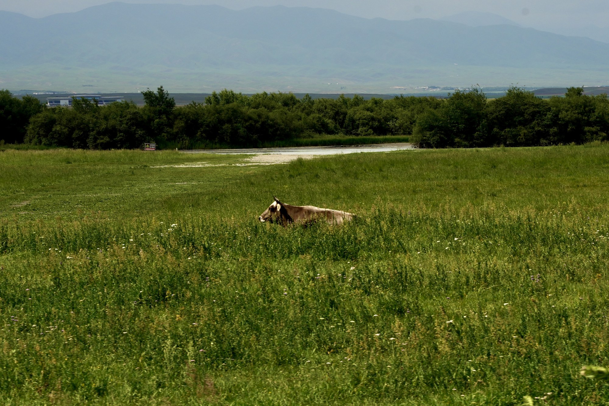 An animal resting in a meadow