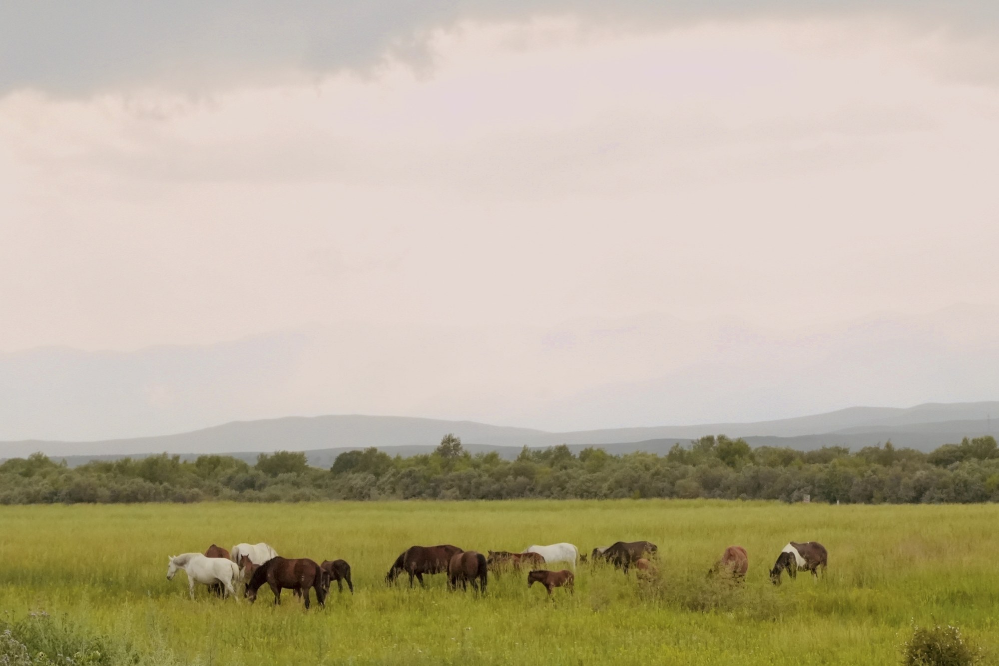 Animals grazing in open grassland