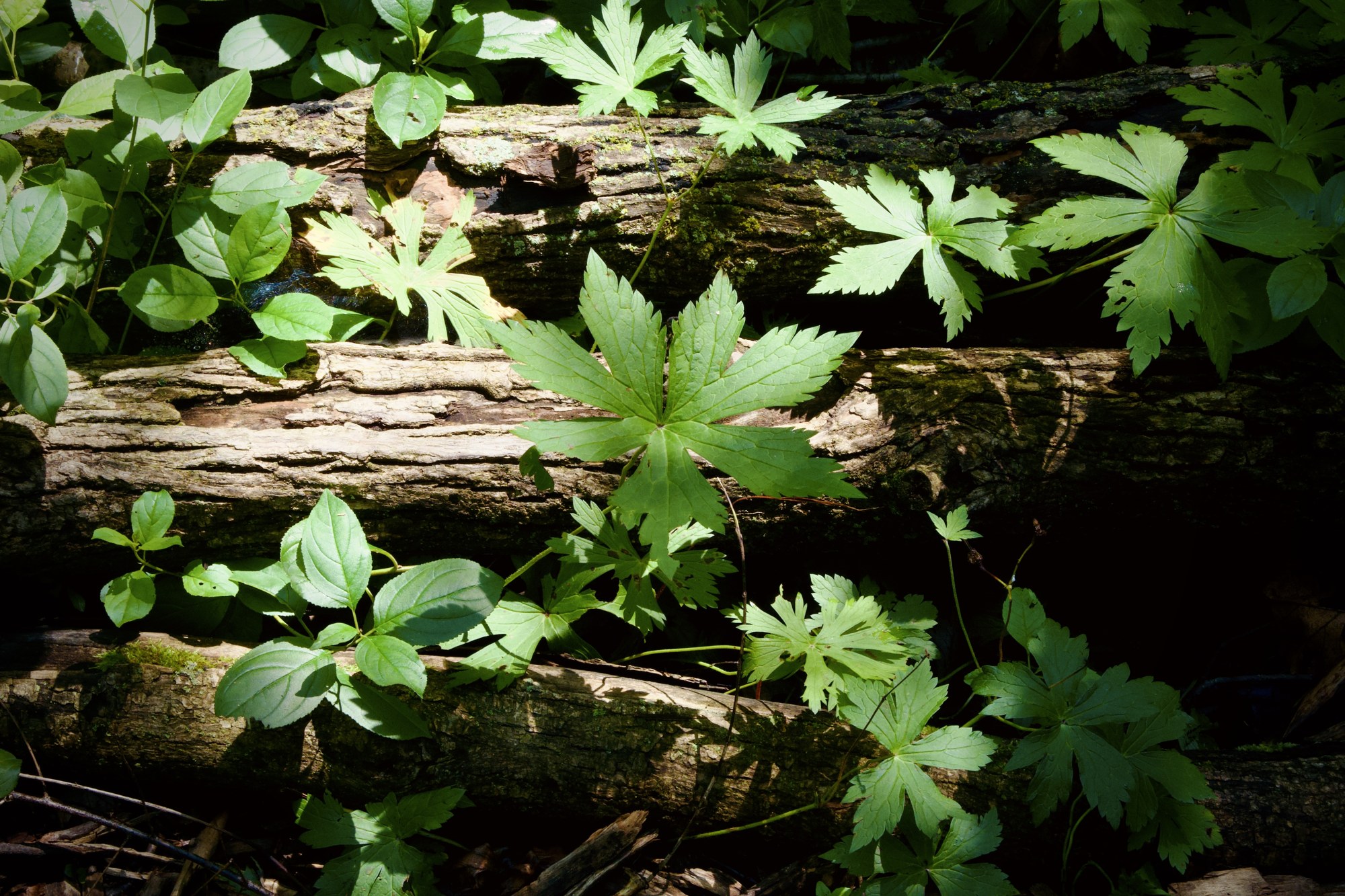 Green leaves and fallen wood
