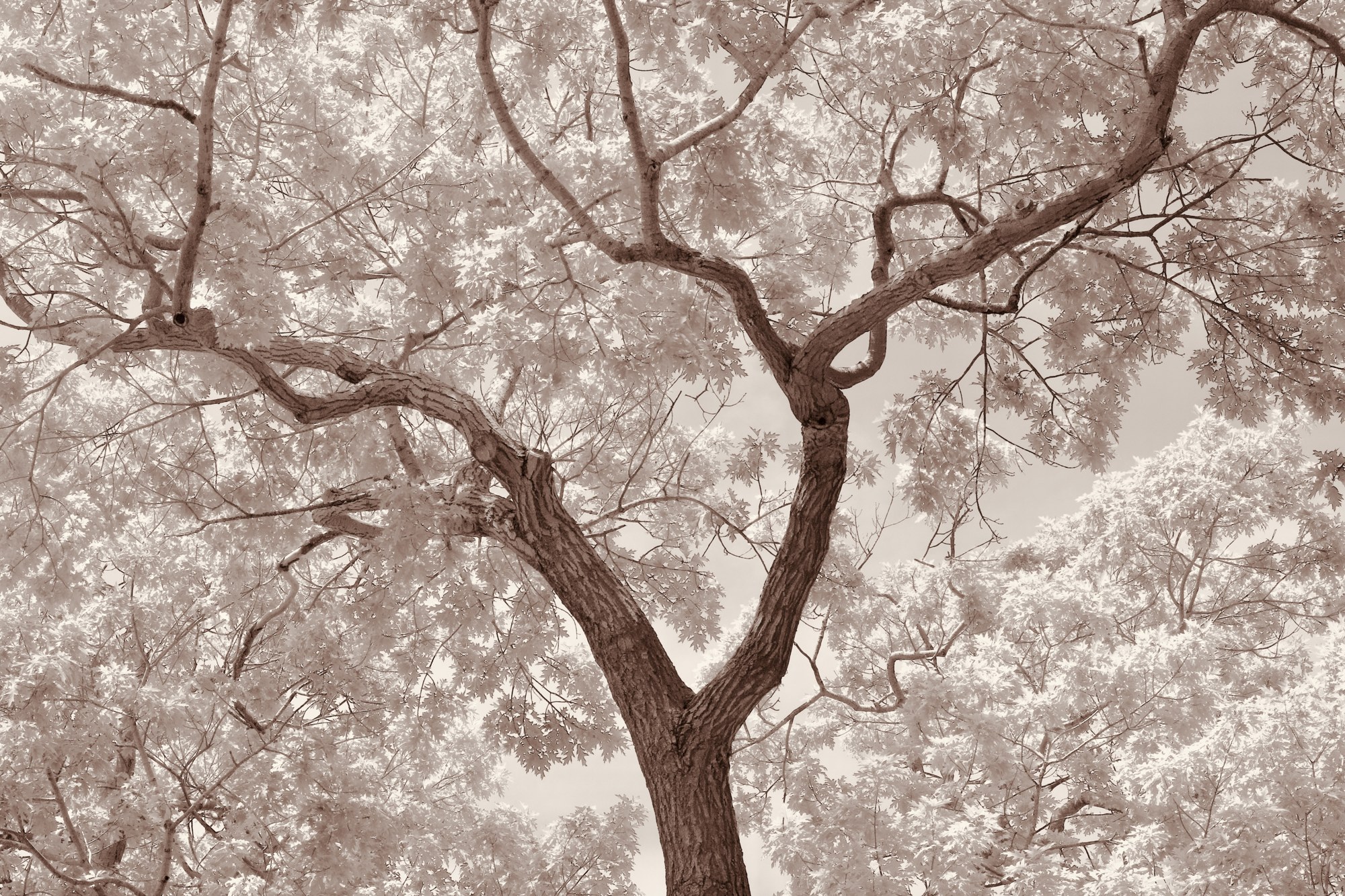 Flowering tree branches