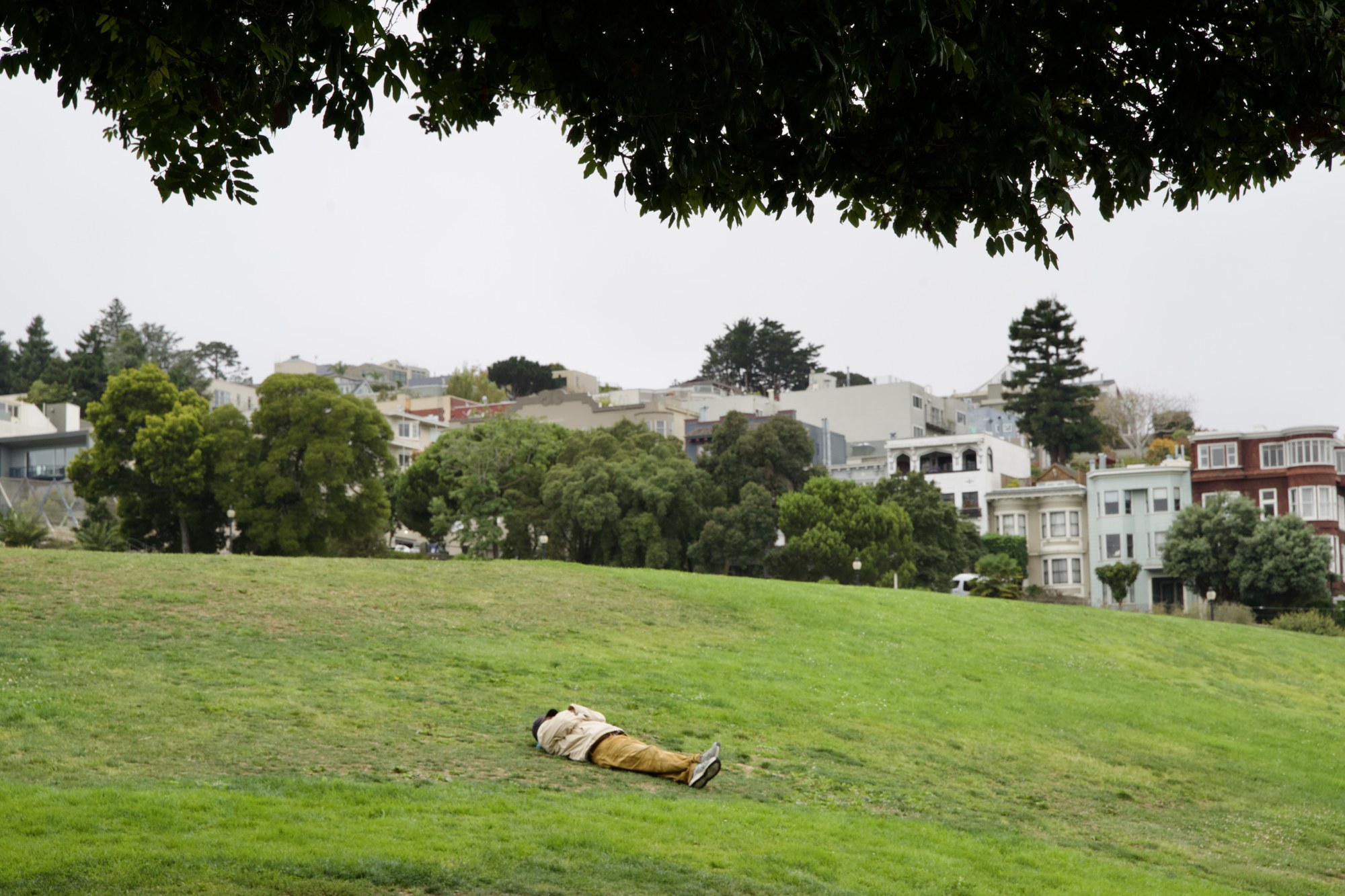 An animal resting on a lawn