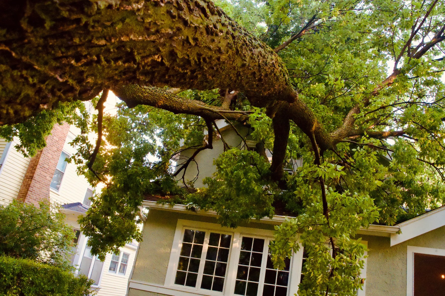 A large tree fell on this house near Greenwood Street and Hinman Avenue.