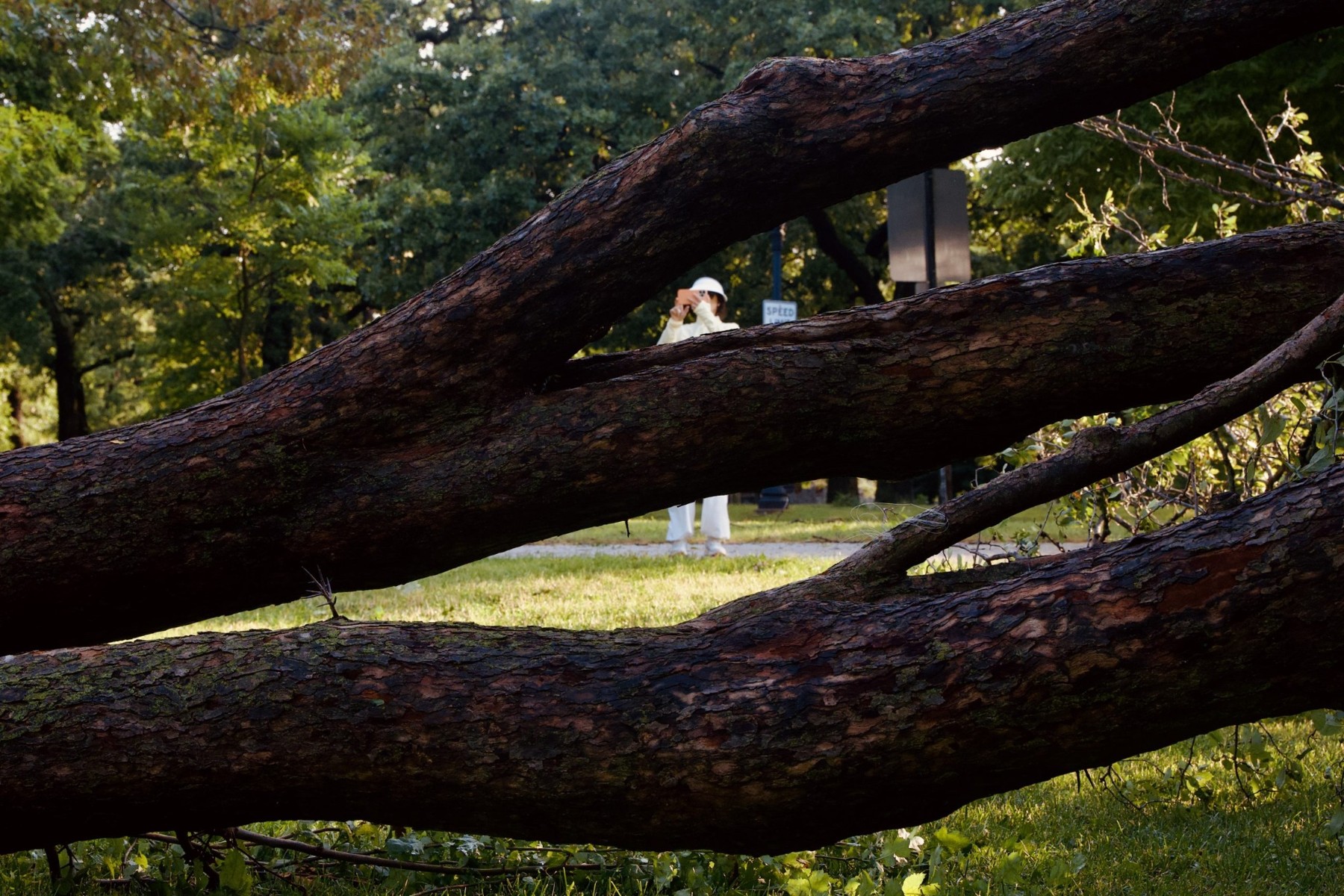 A passerby takes a photo of a downed tree by the lakefront.