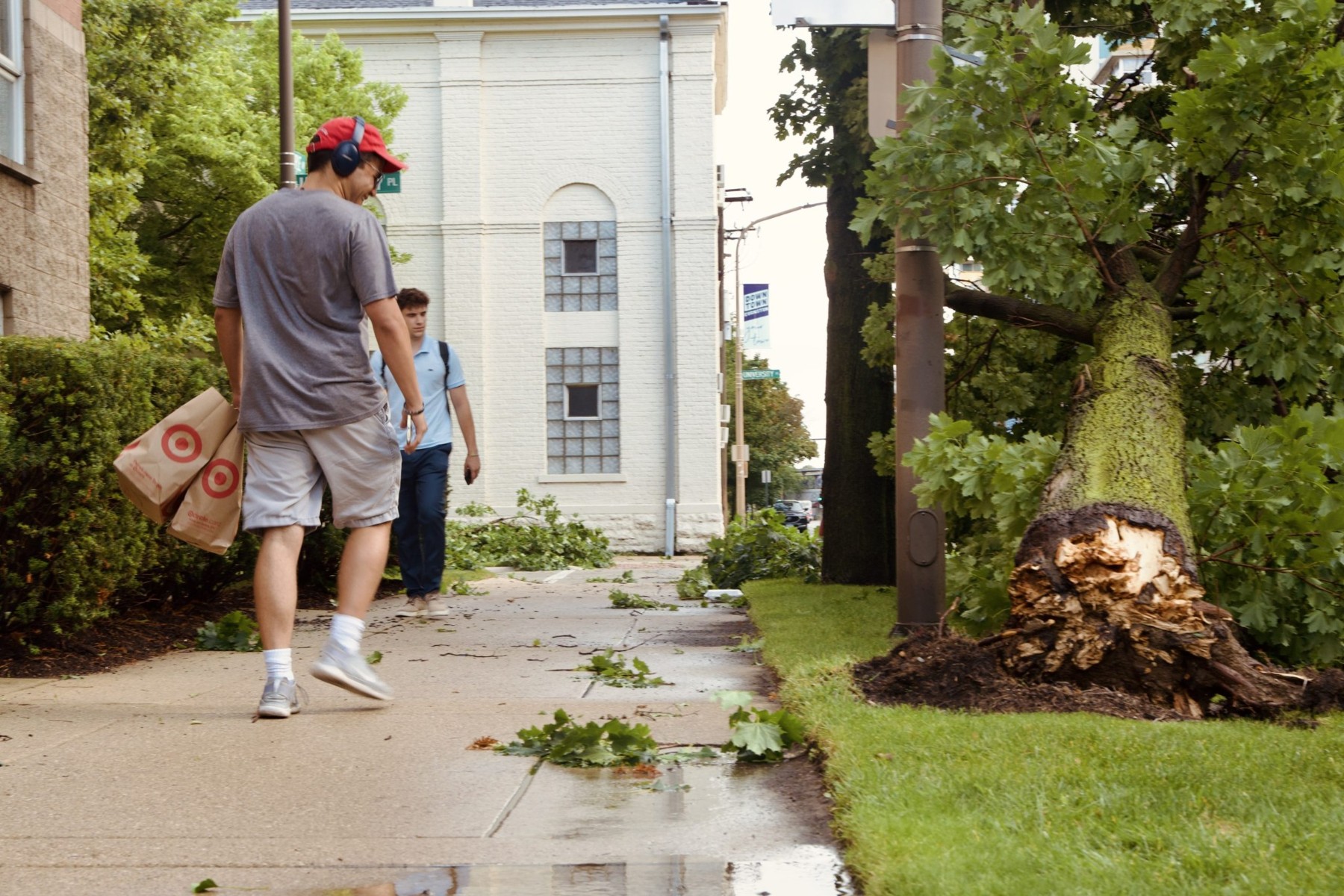 A passerby looks at a fallen tree on Maple Avenue, which blocked an entire lane, forcing cars to swerve around it.