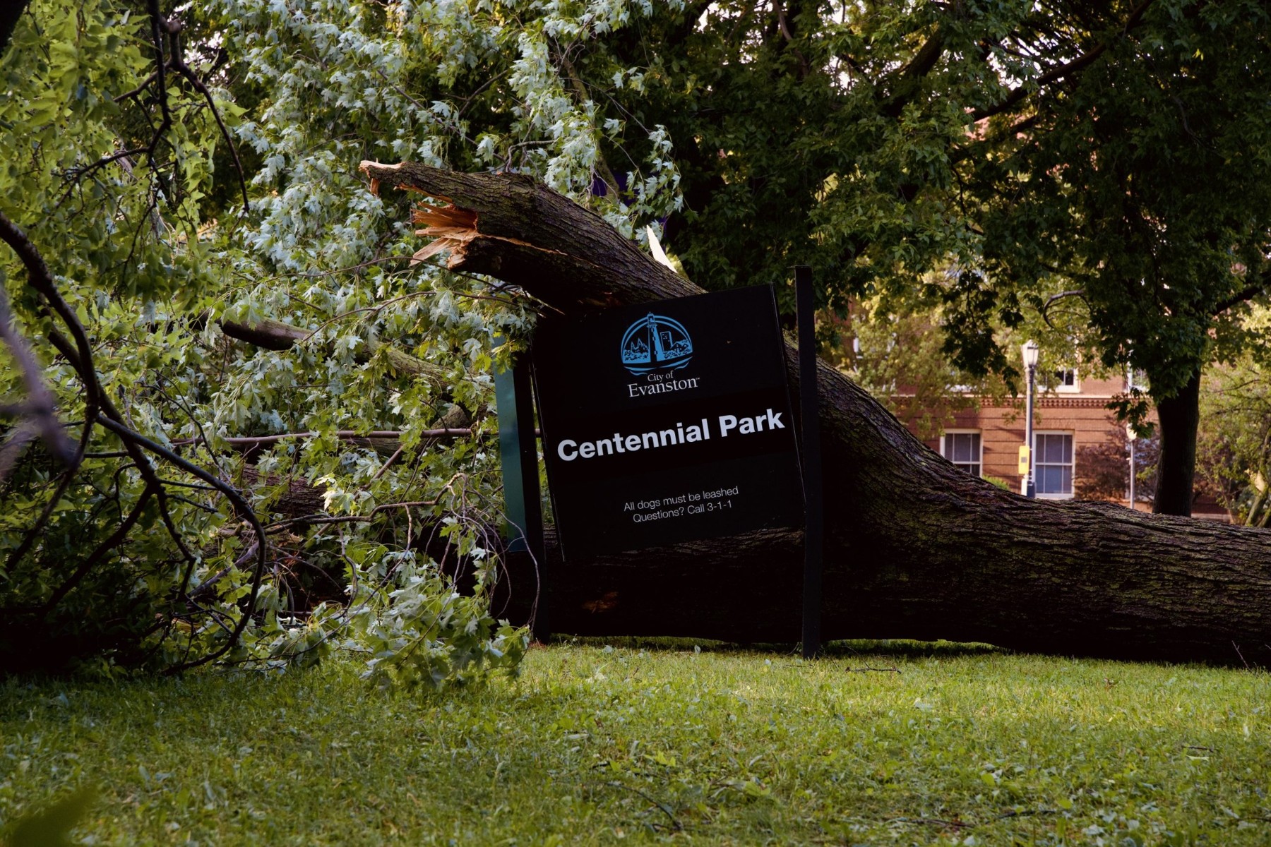 A fallen tree by the Centennial Park sign.